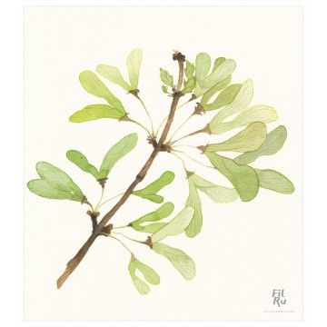 Acero | illustrazione ad acquarello 