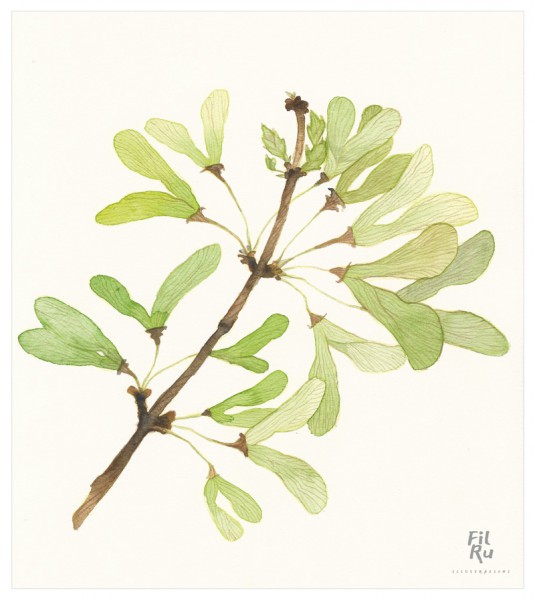 Acero | illustrazione ad acquarello 