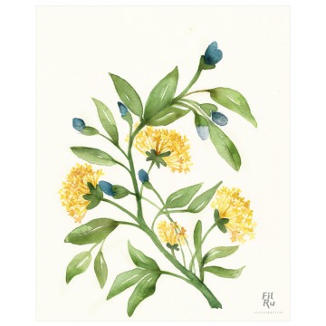 Fiori Gialli  | illustrazione ad acquarello