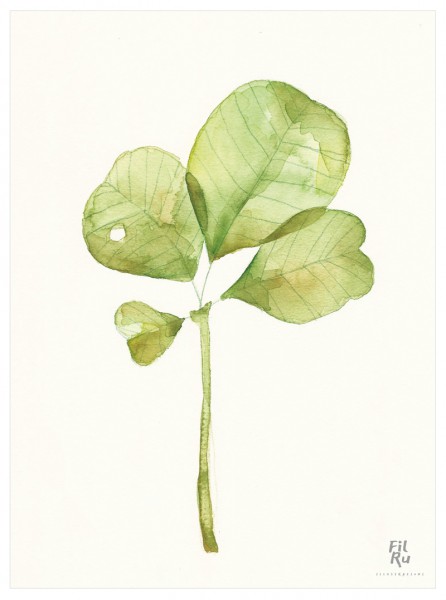 Foglia | illustrazione ad acquarello