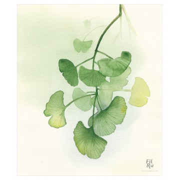 Ginko | illustrazione ad acquarello