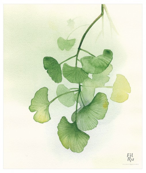 Ginko | illustrazione ad acquarello