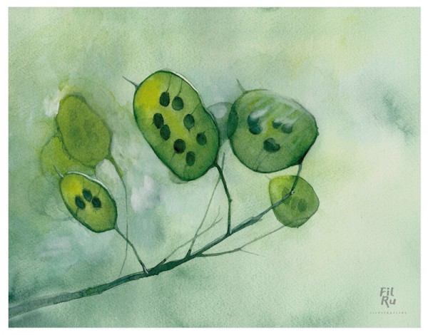 Lunaria | illustrazione ad acquarello