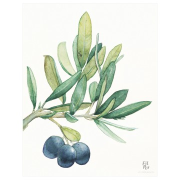 Olivo | illustrazione ad acquarello