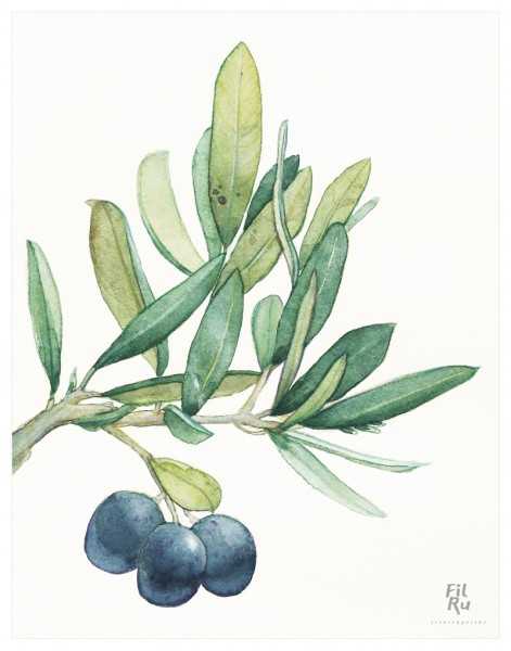 Olivo | illustrazione ad acquarello