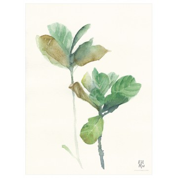 Rami | illustrazione ad acquarello