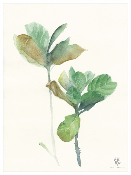 Rami | illustrazione ad acquarello